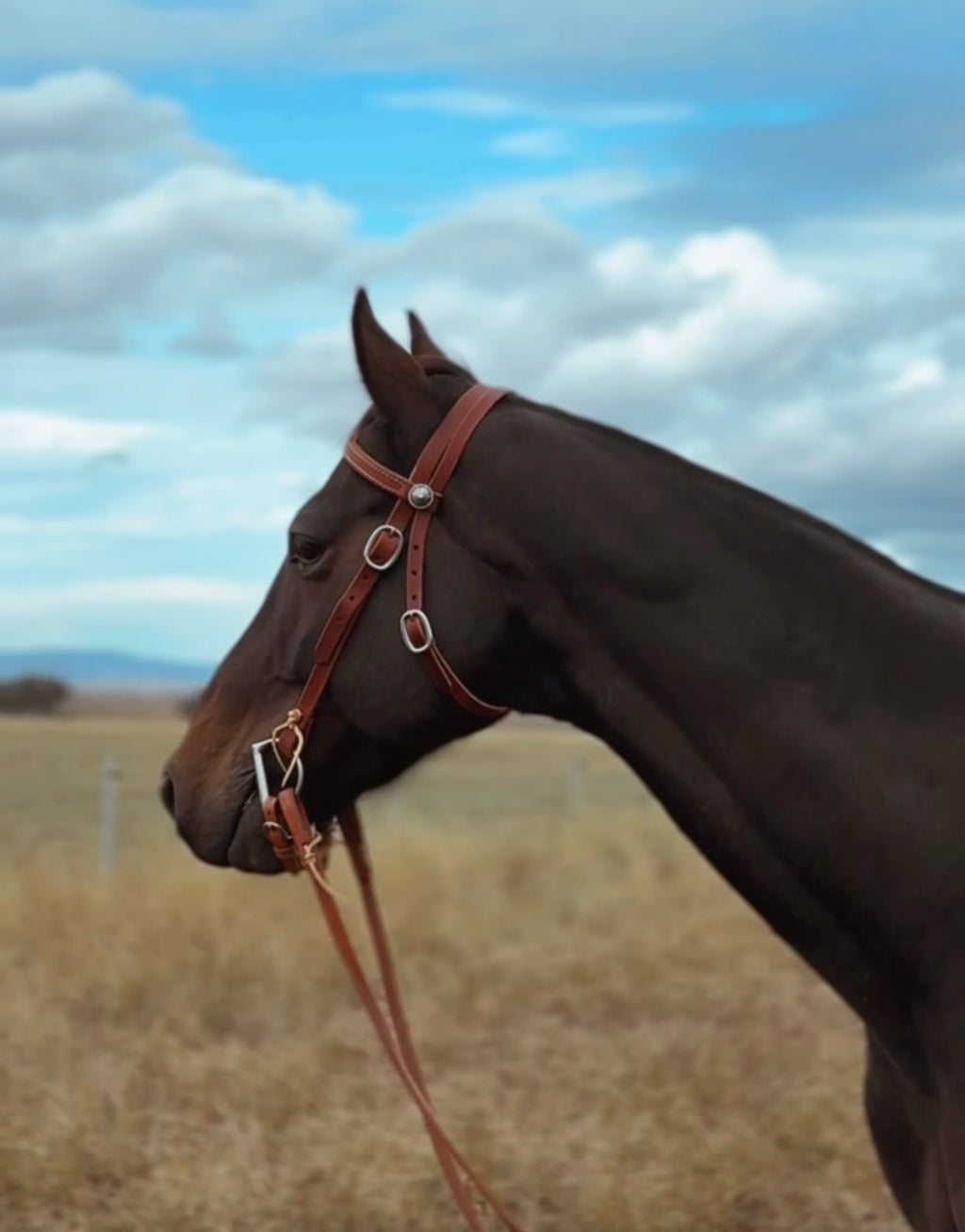 A dark brown horse in profile wearing a brown leather halter with silver metal rings, standing in a grassy field under a blue sky with clouds.